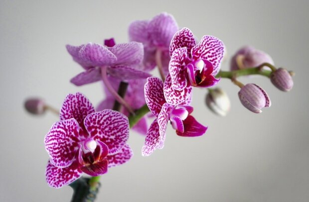 Takich orchidei pozazdroszczą hodowcy kwiatów. Przestrzeganie zasad podlewania daje gwarancję posiadania najpiękniejszych storczyków w okolicy