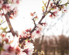 Wiosna może zaskoczyć przed świętami. IMGW przedstawia prognozę na Wielkanoc