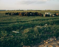 Rolnicy zapłacą nawet 65 tys. zł. Nowe prawo zacznie obowiązywać już w marcu