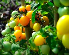 Pomidory / YouTube: ogród na co dzień