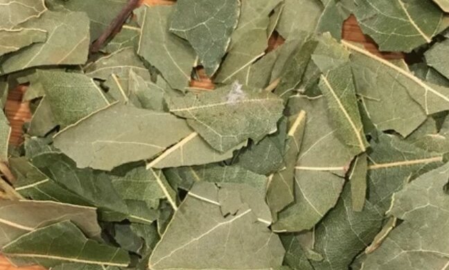 Liść laurowy pomoże w domowych porządkach. Włóż  do szafy, a mole znikną. Niezwykłe sposoby zastosowania liścia laurowego