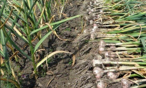 Co można sadzić w grządkach czosnku po zbiorach. Nigdy nie zostawiam tej działki pustej