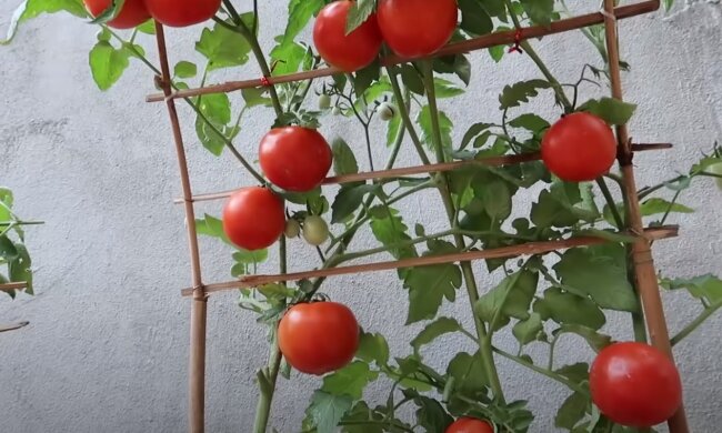 Pomidory, źródło: YouTube/ Gardening at Home