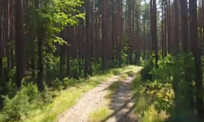 lasy / YouTube: Nadleśnictwo Łomża