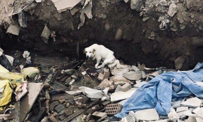 Poruszająca historia porzuconego na śmietniku psa. Gdyby nie ludzie o ogrmnych sercach psa czekałby straszny los