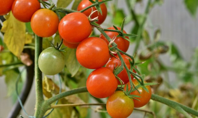 Wsyp to do dołka pod pomidory i paprykę. Latem rośliny odwdzięczą się obfitym plonem