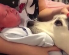 Pewien pies momentalnie zapałał miłością do dziecka swojej rodziny. Serce mięknie, gdy ogląda się pełen emocji filmik