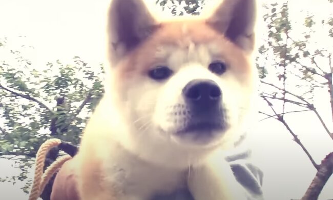 Hachiko, źródło: YouTube/Japan Video Topics - English