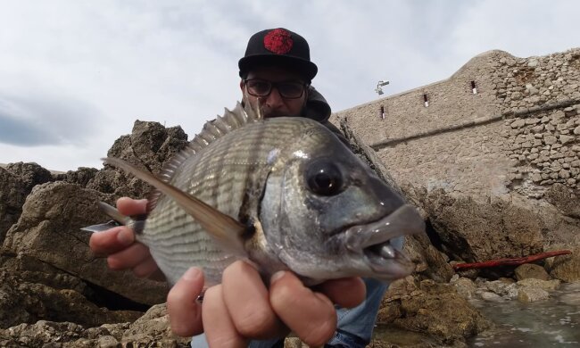 Sargus/YouTube @ Nissa Djé Fishing