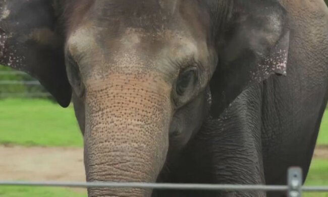 Słonica Asha/screen Youtube-Facebook @Oklahoma City Zoo and Botanical Garden