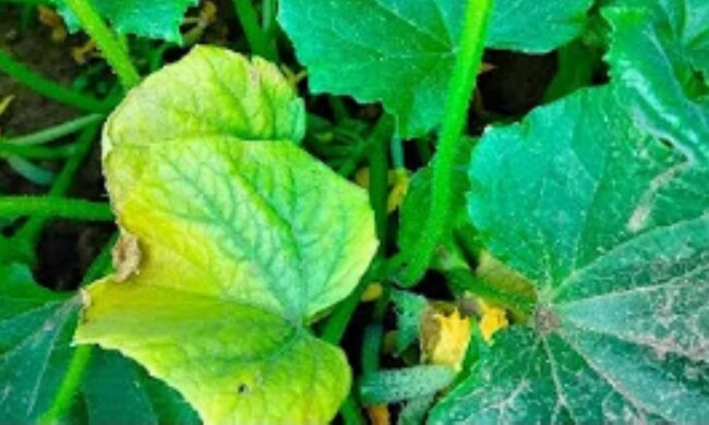 Żółknące liście ogórków/YouTube @Amator w ogrodzie