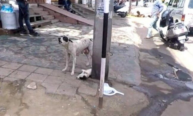 Bezpański pies, screen Google