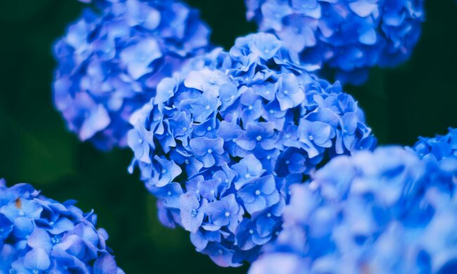 Zrób to z hortensją w marcu. Latem obsypie się ogromnymi kwiatami