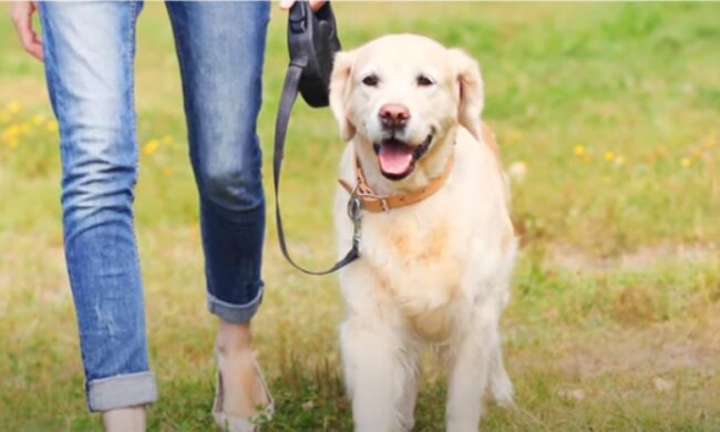 Pies i właściciel/YouTube @Jak?!