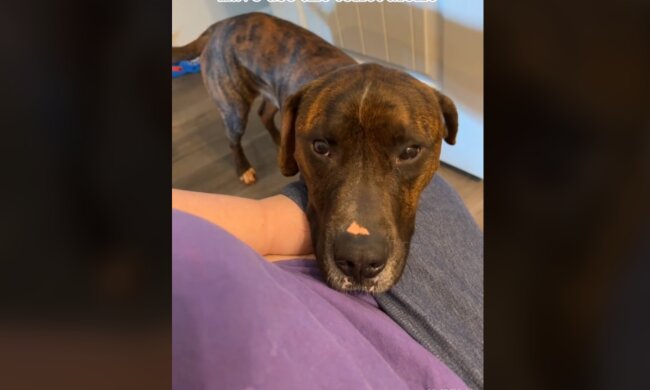 Loki/Tik Tok @abigailada12