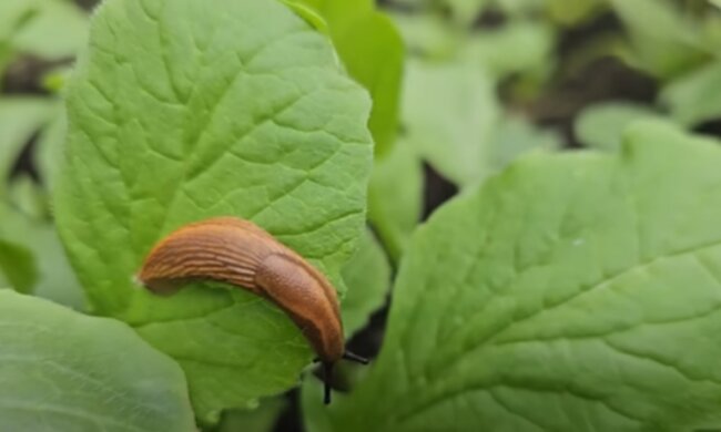 Ślimaki/YouTube @infouprawa