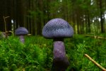 grzyby @pexels
