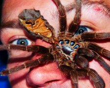 Gigantyczny pająk  przestraszył mieszkańców jednego z polskich miast. Czy jest zagrożeniem dla ludzi