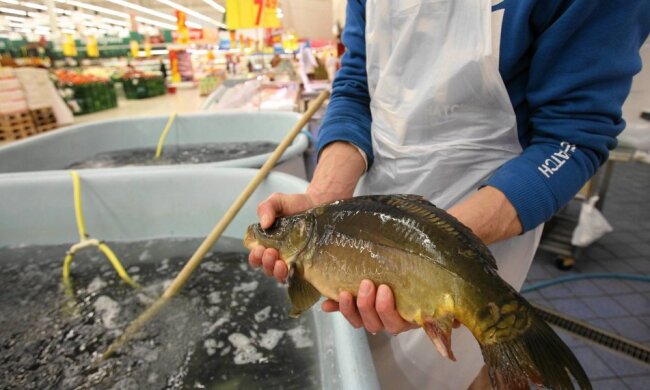 Coraz więcej sklepów rezygnuje ze sprzedaży żywych karpi. Są tylko dwie sieci, w których można znaleźć żywe ryby