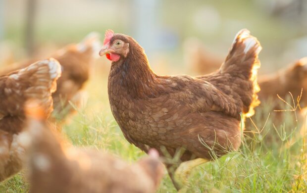 Niezwykłe jajka od zwykłej kury. Zaskakujące nagranie obiegło internet