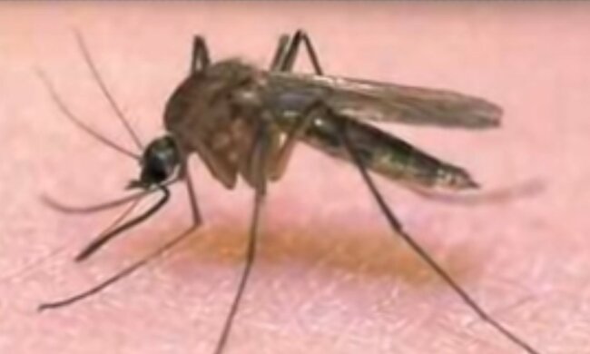 komar / YouTube: patiryk06