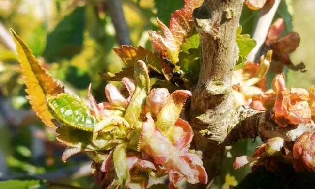 Gdy mrówki rujnują owoce wysoko na drzewie, zastosuj ten prosty element. Efekt Cię zaskoczy