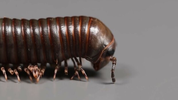 krocionogi, screen Youtube @VenomousArt.jpg