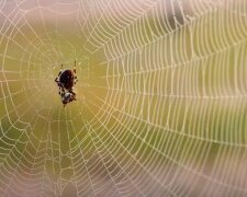 Jak pozbyć się pająków? / YouTube:  Healthy Life