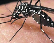 Komary, które przenoszą groźne patogeny pojawią w Europie? Naukowcy ostrzegają