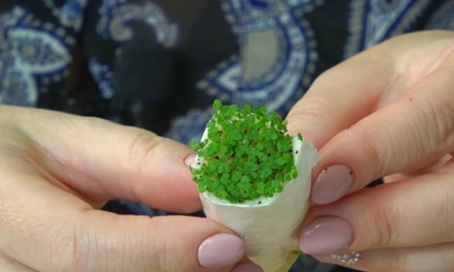 screen Youtube @urozajnyj ogorog