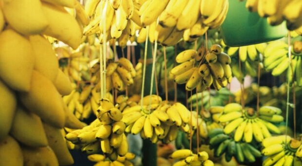 Banany. Źródło: tvn24.pl