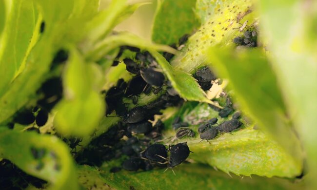 Mszyce, źródło: YouTube/e-pole