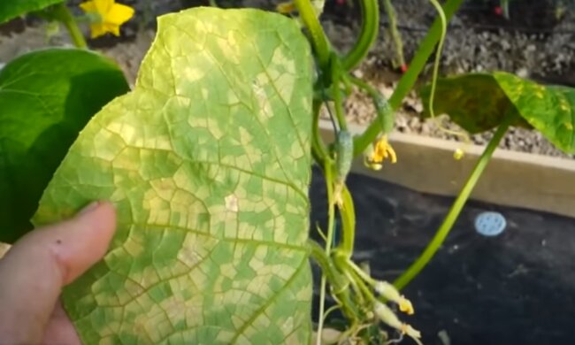 Żółte liście ogórków, źródło: YouTube/ Amazing garden
