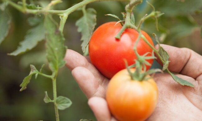 nawóz naturalny,screen YT