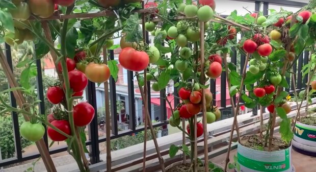 Pomidory / YouTube:  DIY Urban Gardening