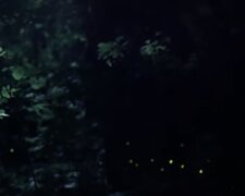 Świetlkowate w lasach/YouTube @National Geographic Polska