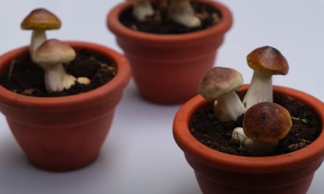 Borowiki w domu! / YouTube: Classy Flowers