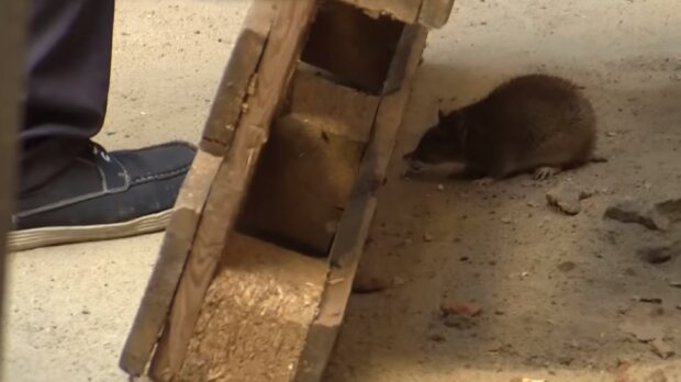 Szczury/YouTube @Uwaga! TVN