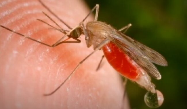 Komar. Źródło: Youtube