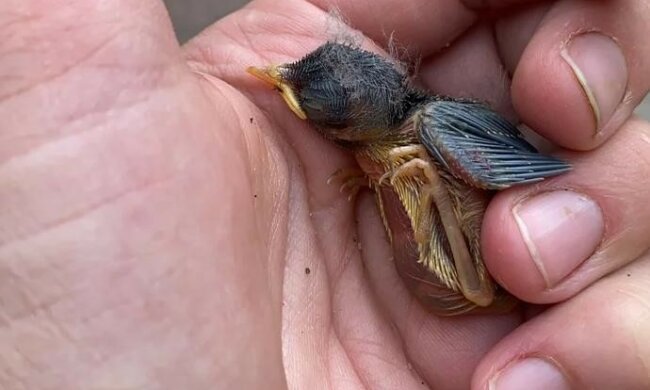 Kobieta znalazła ledwo żywe pisklę na jezdni i zabrała je do domu. To zapoczątkowało wspaniałą przygodę