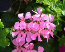 Pelargonia/Pexels