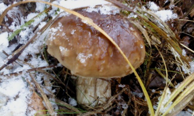 Polska pogoda zupełnie zwariowała. W lasach pojawiły się grzyby i to w środku zimy