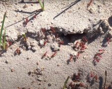 Jak poradzić sobie z mrówkami? / YouTube:  GARDEN TIPS