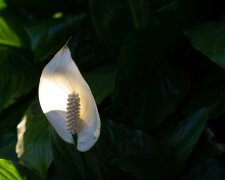 skrzydłokwiat @pexels