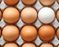 Salmonella wykryta w partii jaj. Pilny komunikat GIS