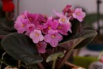 Postaw je w domu. Według wierzeń mają przynosić miłość i rodzinne szczęście