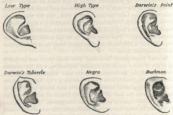 Dowiedz się, jaki jesteś w miłości na podstawie kształtu uszu!