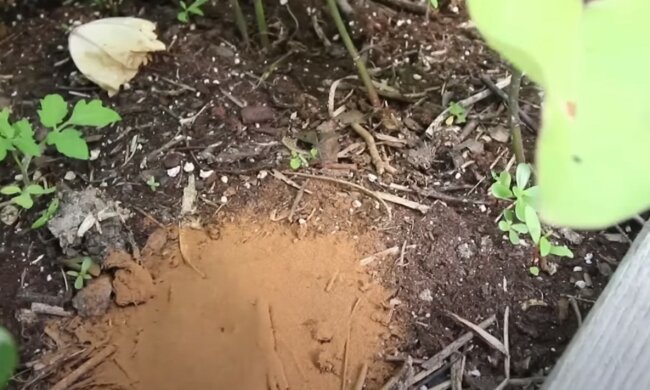 Mrówki w ogrodzie, źródło: YouTube/ MIgardener