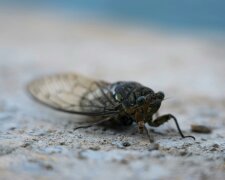 Gorszy niż kornik. Ten szkodnik potrafi zniszczyć cały dom