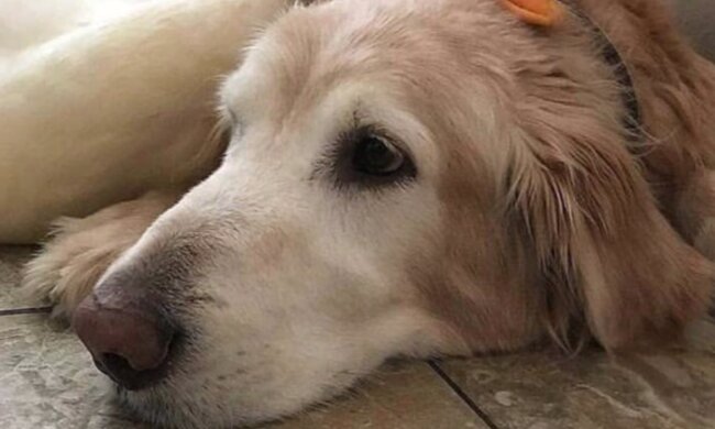 Podatek od psa. Jaka kwota obowiązywać będzie w przyszłym roku? Szykują się podwyżki